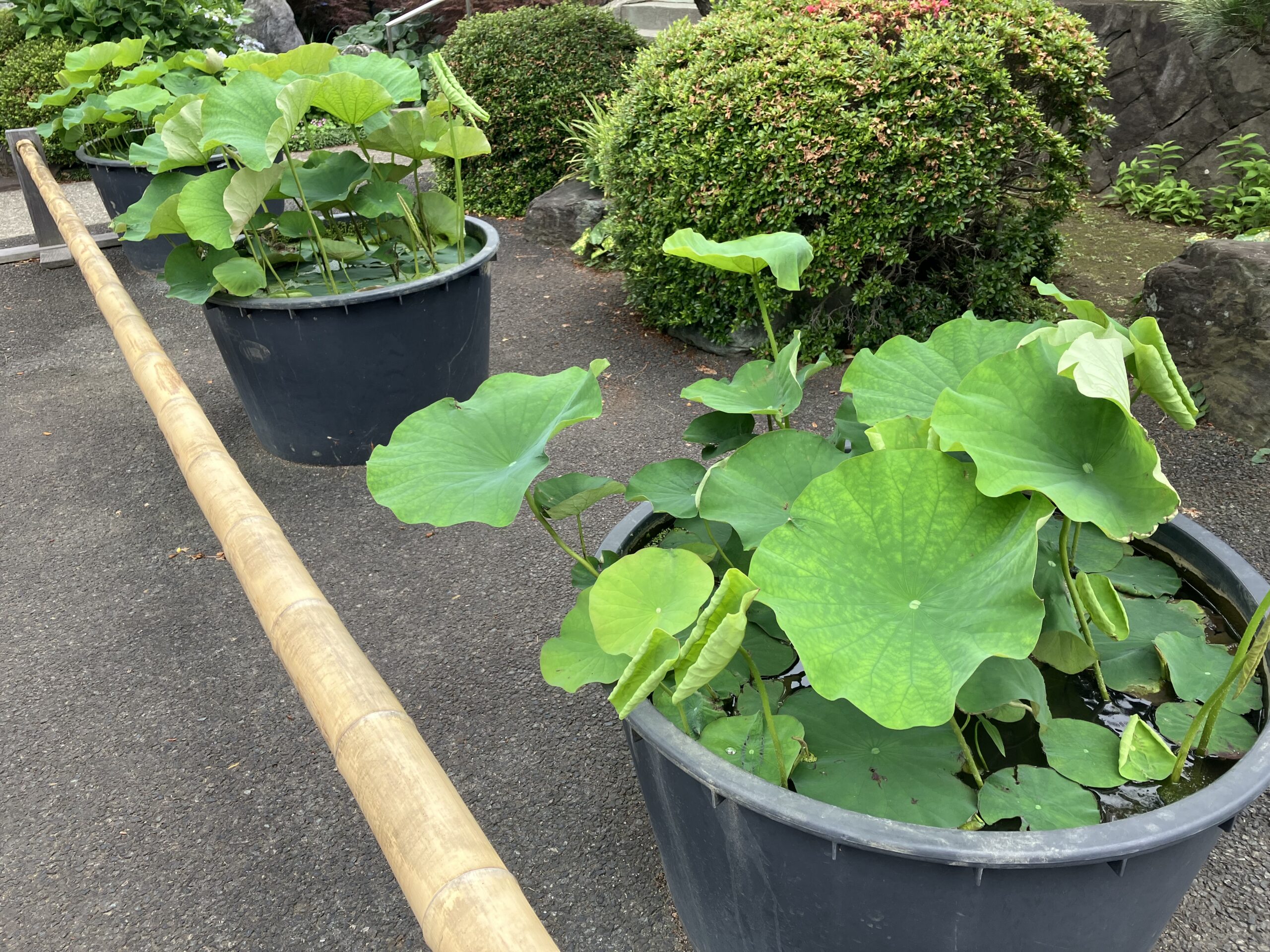 植え替えた蓮がもっと成長してきました。 - 長秋山 妙元寺